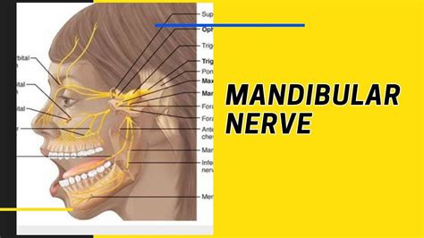 Meningeal Branch Of Mandibular Nerve