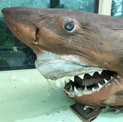 The Story of the Great White Shark Discovered at an Abandoned Zoo