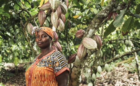 New study shows higher incomes for Fairtrade cocoa farmers – Fairtrade ...