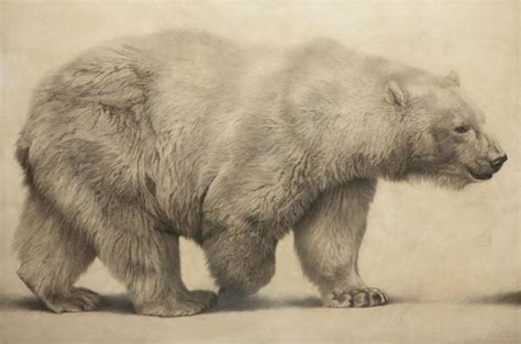 Image result for realistic polar bear drawing Polar Bear Art, White ...