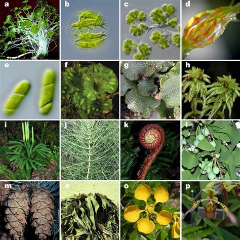 Researchers Generate Gene Sequences for 1,124 Plant Species, Illuminate ...