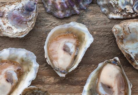 All About Oysters | How to Shuck Oysters — Peace Vans