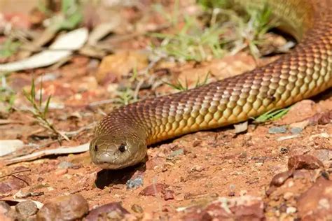 Mulga Snake - Facts, Size, Diet, Pictures - All Animal Facts