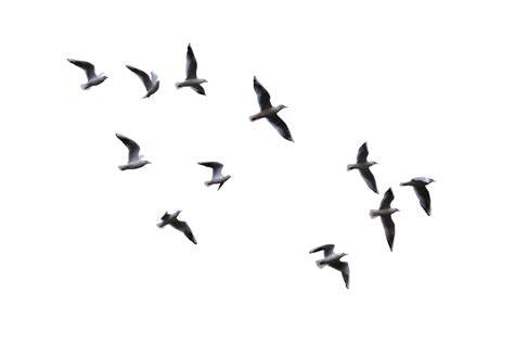 Bird Flight Gulls - flying bird png download - 1024*683 - Free ...