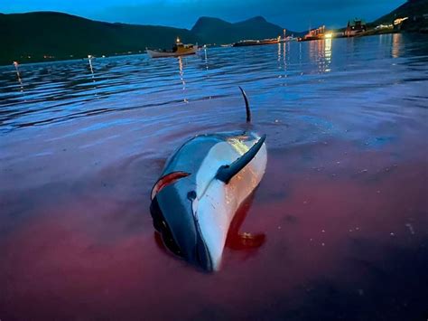 1,428 dolphins killed on Faroe Islands in traditional hunt | CBC News