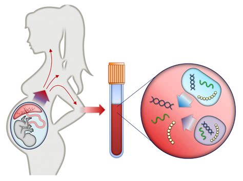 Non-invasive prenatal testing (NIPT) | Pregnancy Birth and Baby ...