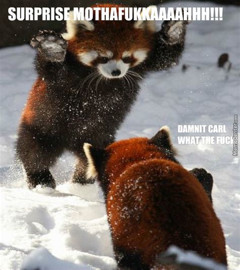 Red Panda Specialty Snow Sneak Attack | Animals beautiful, Animals wild ...