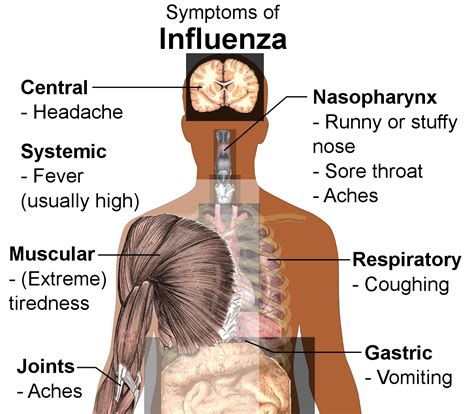 15.4D: Coryza and Influenza - Biology LibreTexts