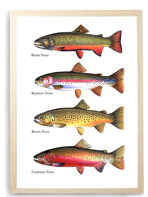 4 Trout Species - Chart Print | antartoutdoors