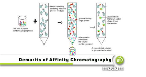 12 Major Disadvantages of Affinity Chromatography - biomadam