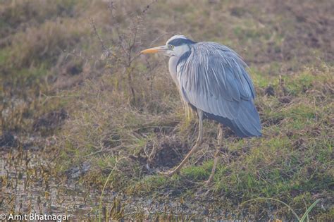 Keoladeo National Park – An overnighter from Delhi! – Eat Travel Click