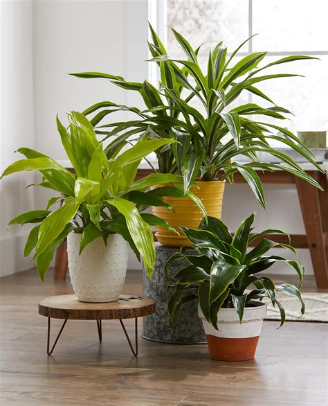 5 des plantes d'intérieur les plus colorées dont vous avez besoin pour ...