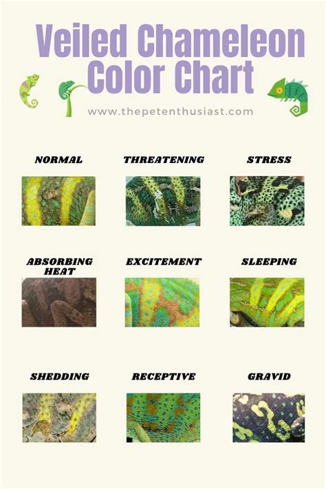 Veiled Chameleon Growth Chart And Developmental Stages