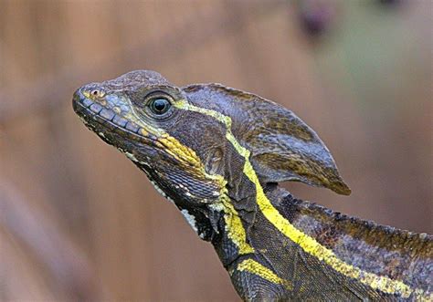 Common basilisk lizard in South Florida. Photo by Frank Garcia ...