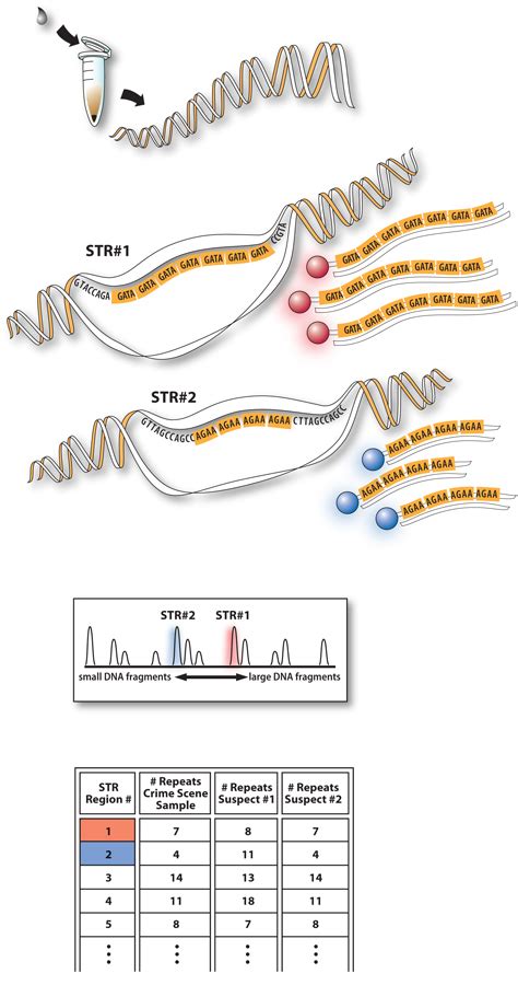 How DNA profiling works – GROW magazine