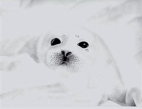 My drawing of a baby seal. by kittycat727 on DeviantArt