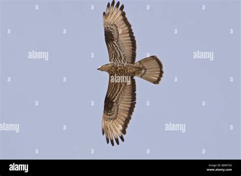 Honey buzzard on migration over Tarifa andalucia spain Stock Photo - Alamy