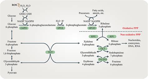 Pentose Phosphate Pathway Mechanism