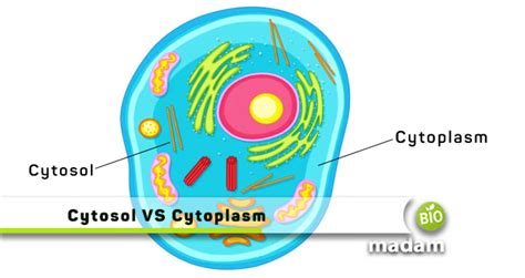 Difference between Cytosol and Cytoplasm - biomadam