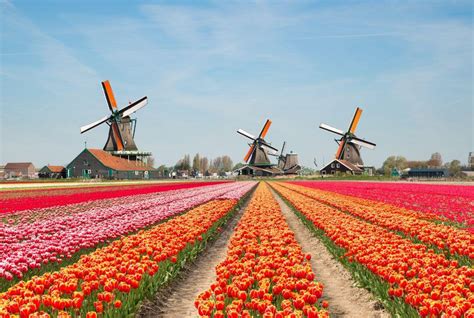 8 of the Best Places To See Tulips in the Netherlands – Amsterdam Trip ...