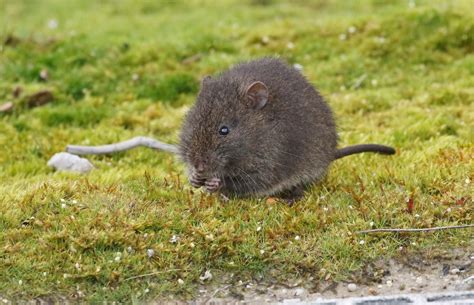 Australian Swamp Rat (Bowen Mountain bioblitz guide to mammals ...