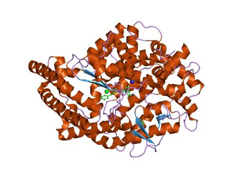 Angiotensin Converting Enzyme - Creative Enzymes