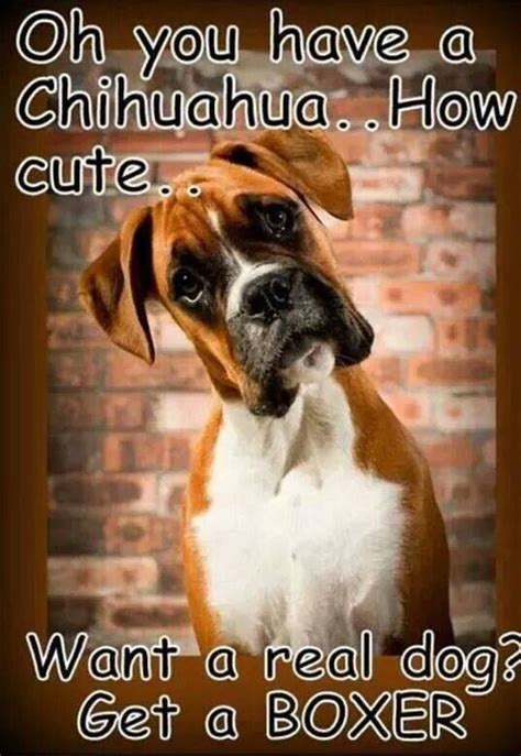 25 best images about Boxer Memes on Pinterest | Pet accessories, Pets ...