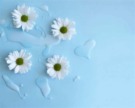 Download Baby Blue Light Blue Aesthetic White Daisy Flowers Wallpaper ...