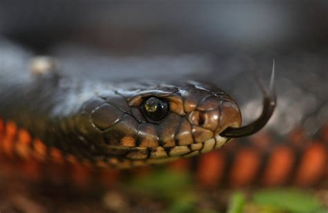 Red-bellied Black Snake - The Australian Museum