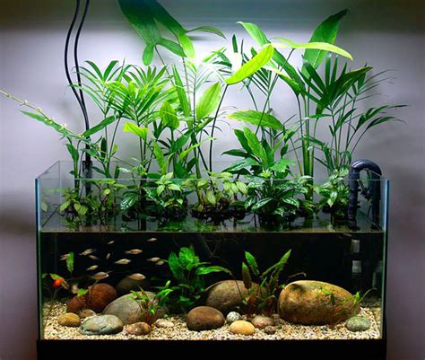 Easy-to-Find Houseplants as Riparium Foliage | Fish tank plants, Indoor ...