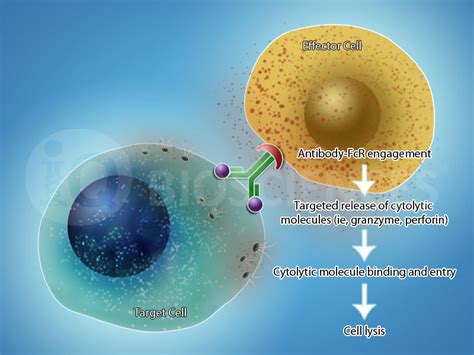 ADCC: The Antibody Awakens…the Immune System (Part 2) | iQ Biosciences