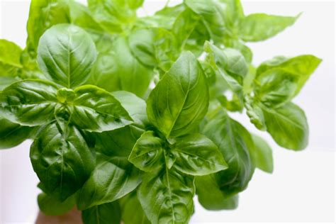 Organic Basil Live Herb Plants 4 Pots, 3-pack - Etsy