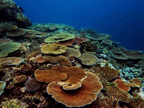 New publication reveals the health of Fiji’s coral reefs - Living ...