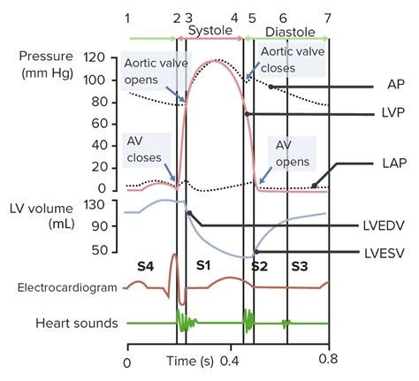 Heart Sounds | Concise Medical Knowledge