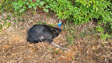 Another cassowary fatality near Mission Beach as wildlife groups urge ...