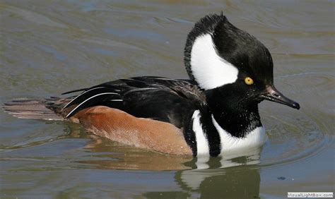 Identify types of Sea Ducks - Photos of Sea Ducks - Wildfowl Photography.