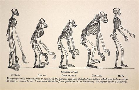 1863 Huxley From Ape To Man Evolution Photograph by Paul D Stewart