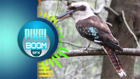 Sound Effects - Laughing Kookaburra Birds CC A 3.0 - PixelBoom SFX ...