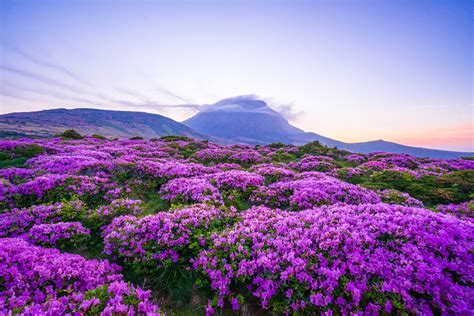 Hallasan National Park [UNESCO] | World Heritage | Jeju Island