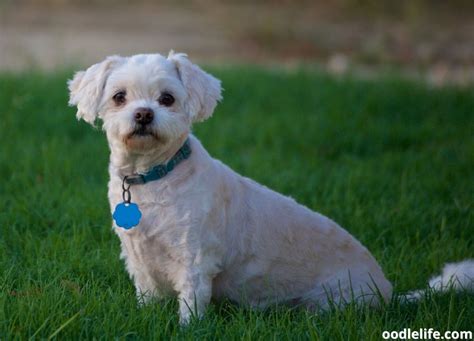 7 Best Maltipoo Breeders In Texas 2024 - Oodle Life