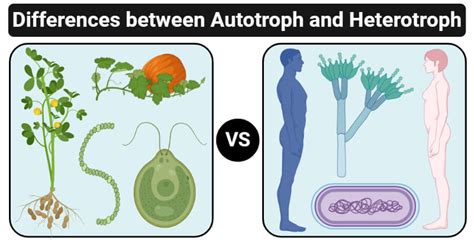 Autotrophs Examples