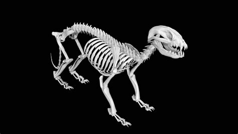 Raccoon Skeleton 3d model Low Poly AR 3d model - Team 3d Yard