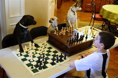 These Chess Playing Pups Animals Images, Animal Pictures, Top 10 Image ...