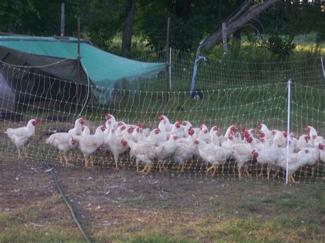 Organic poultry farm - daserlinks