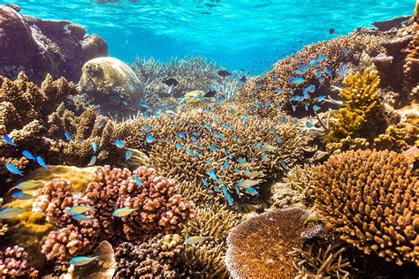 How Old Is The Great Barrier Reef? - Sailing Whitsundays