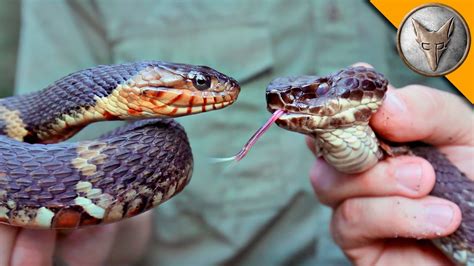 How to Tell the Difference Between a Venomous Water Moccasin and a ...