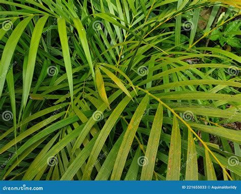 Yellow palm, areca palm stock image. Image of areca - 221655033