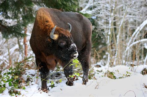 Despre zimbru — Rewilding Europe