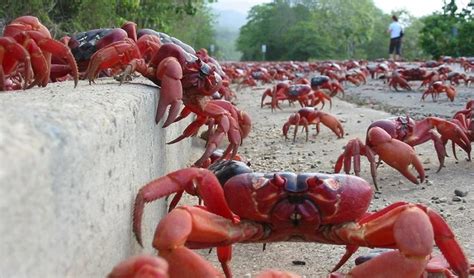 The coconut crab is an icon - Australian Geographic