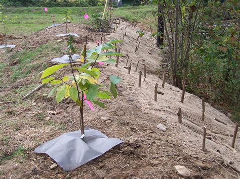 Ecosystem Restoration Projects Generate Jobs and Business Activity in ...